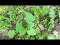 การตอนมะละกอ โดยไม่ใช้ดิน ไม่ใช้แกลบ ไม่ใช้ขุยมะพร้าว ใช้แค่น้ำเปล่า Crop cultivation method  6018