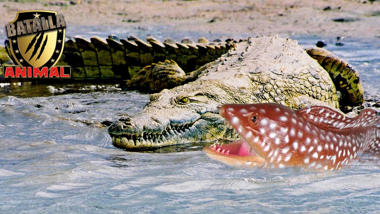 Crocodile vs electric eel Cocodrilo vs anguila electrica Batalla