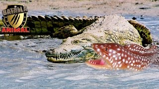 Crocodile vs electric eel | Cocodrilo vs anguila electrica | Batalla Animal 2016