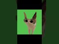 Cat Edit 2