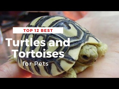 Video: Best Beginner Pet Turtles and Tortoises