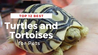 Top 12 Best Turtles and Tortoises for Pets