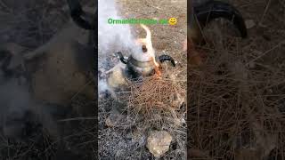 Ormanda Huzur Var Orman Kamp Çay