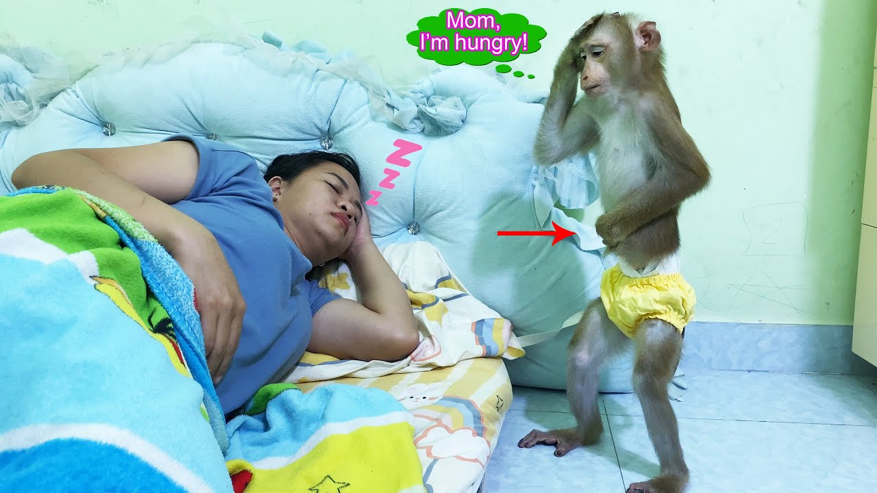 Monkey Lyly fends for herself when her mother falls asleep and doesn't prepare breakfast for her