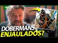 É ASSIM QUE ELES TRATAM OS DOBERMANNS? | EP.2 | INSTRUÇÕES E MANEJO