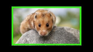 Goldhamster: Wissenswerte Infos über die munteren Nager by EDD Channel 418 views 5 years ago 7 minutes