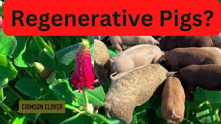 Can Pastured Pigs Be Regenerative?