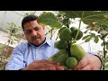 زراعة التين بالعقلة | مواصفات عقلة التين الصالحة للزراعة | Cultivation of figs with cuttings