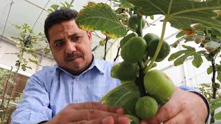 زراعة التين بالعقلة | مواصفات عقلة التين الصالحة للزراعة | Cultivation of figs with cuttings