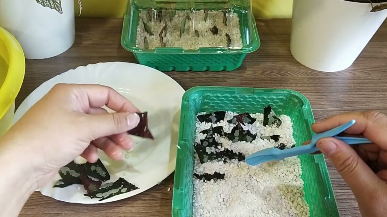 Укоренение бегонии фрагментами листа в перлите