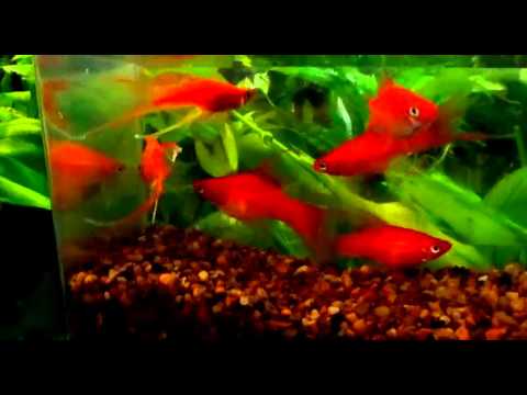 camera iphone 8 plus apk red swords