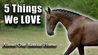 FIVE Things We Love About Our Rescue Horse Vhagar | Vhagar Update