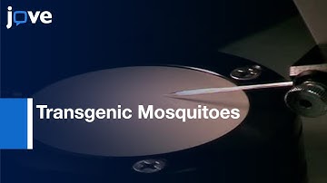 Microinjection Of A. aegypti Embryos To Obtain Transgenic Mosquitoes l Protocol Preview