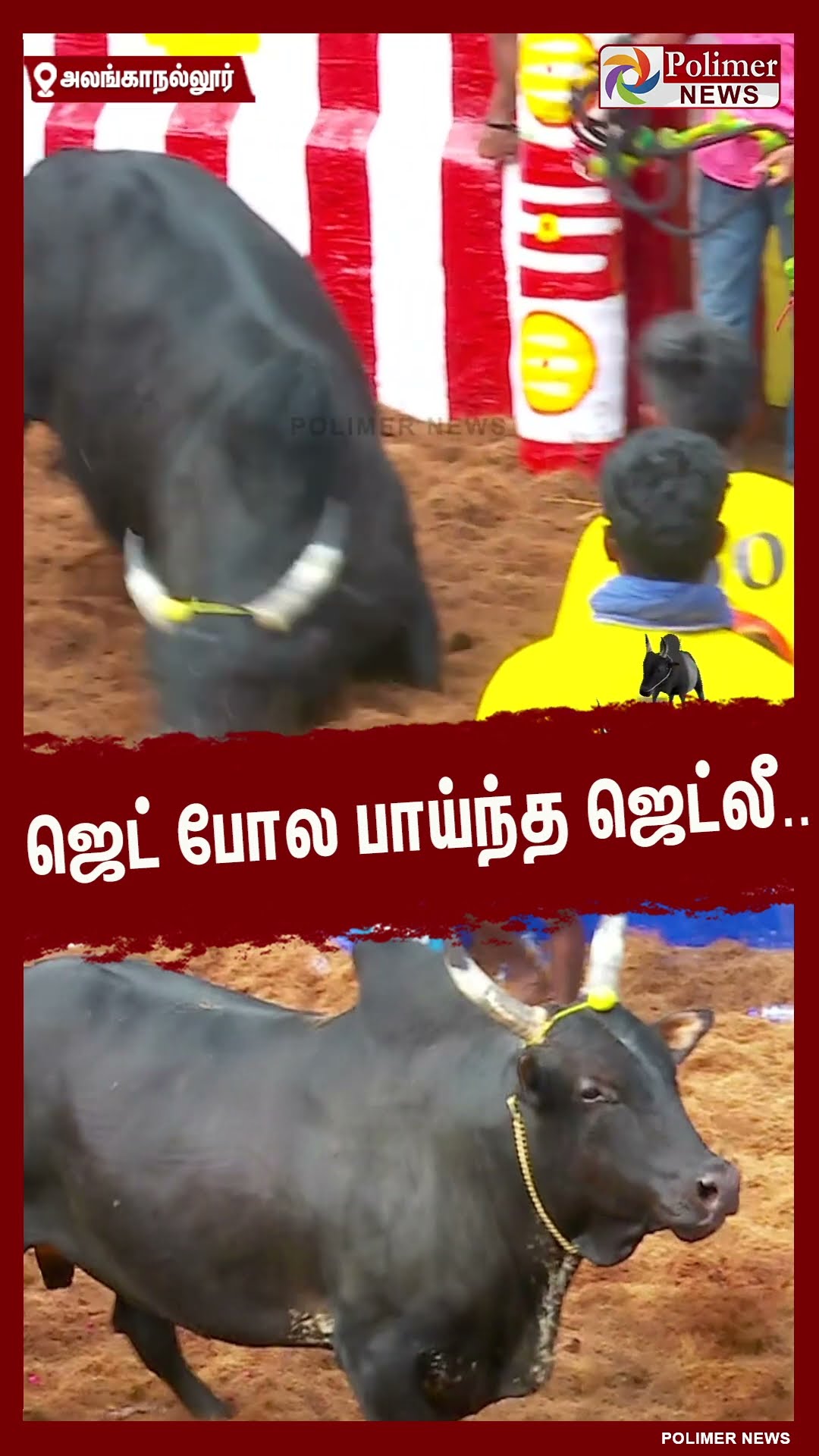 ஜெட் போல பாய்ந்த ஜெட்லீ..#shorts | #alanganallurjallikattu