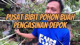 PUSAT BIBIT POHON BUAH DI DEPOK - TIDAK TERIMA BELI ONLINE HARGA MURAH SANGAT