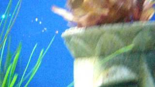 Mall Of America Underwater Adventures 20