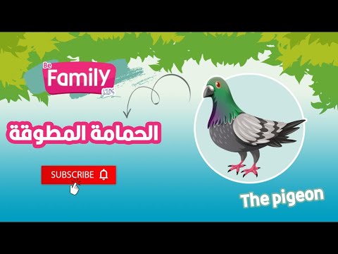 الحمامة المطوقة
