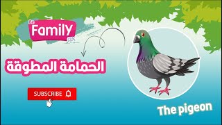 الحمامة المطوقة  || The encircled pigeon