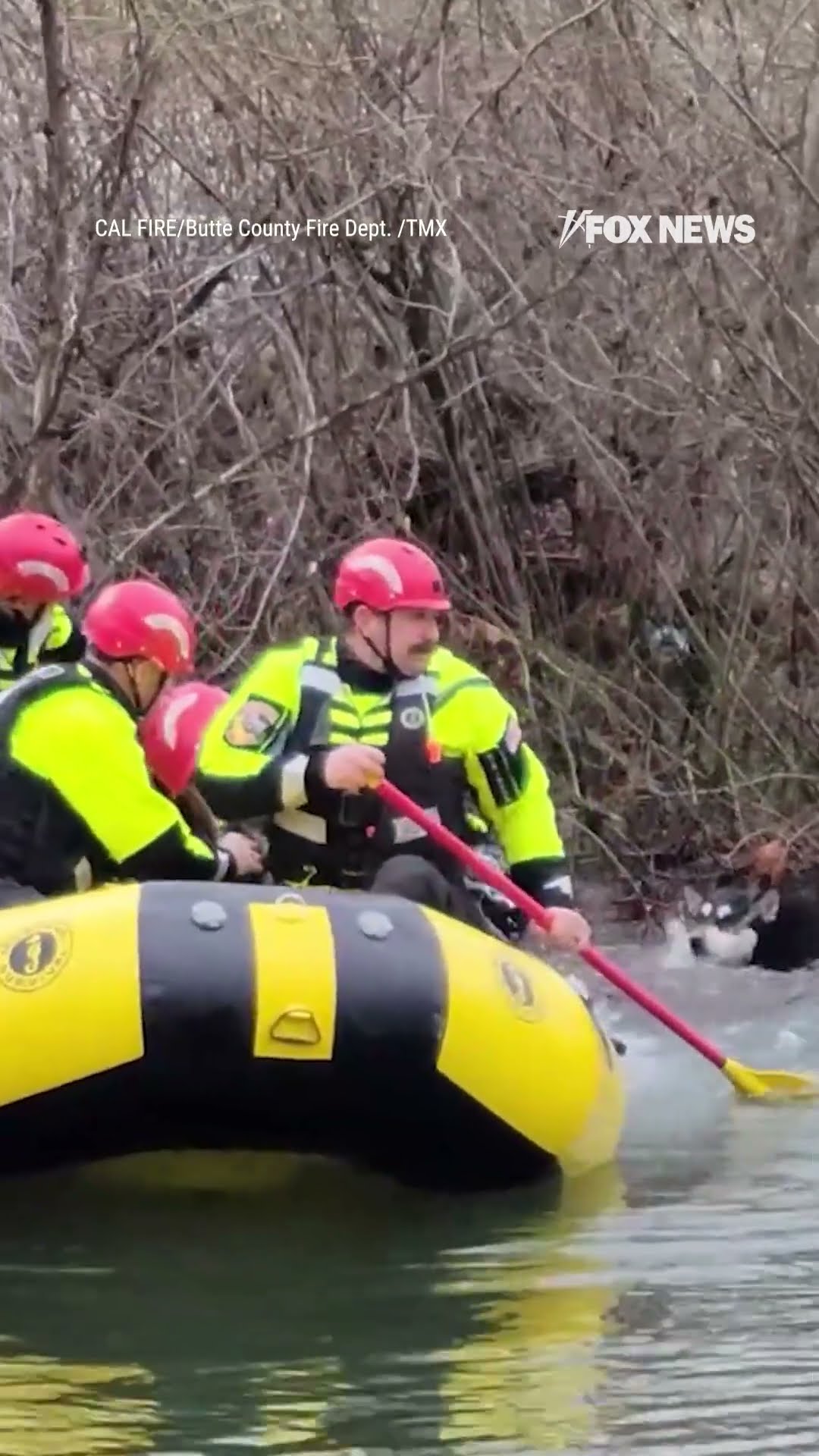 HUSKY HEROES: Firefighters in California rescued two dogs trapped on an island in the Feather River