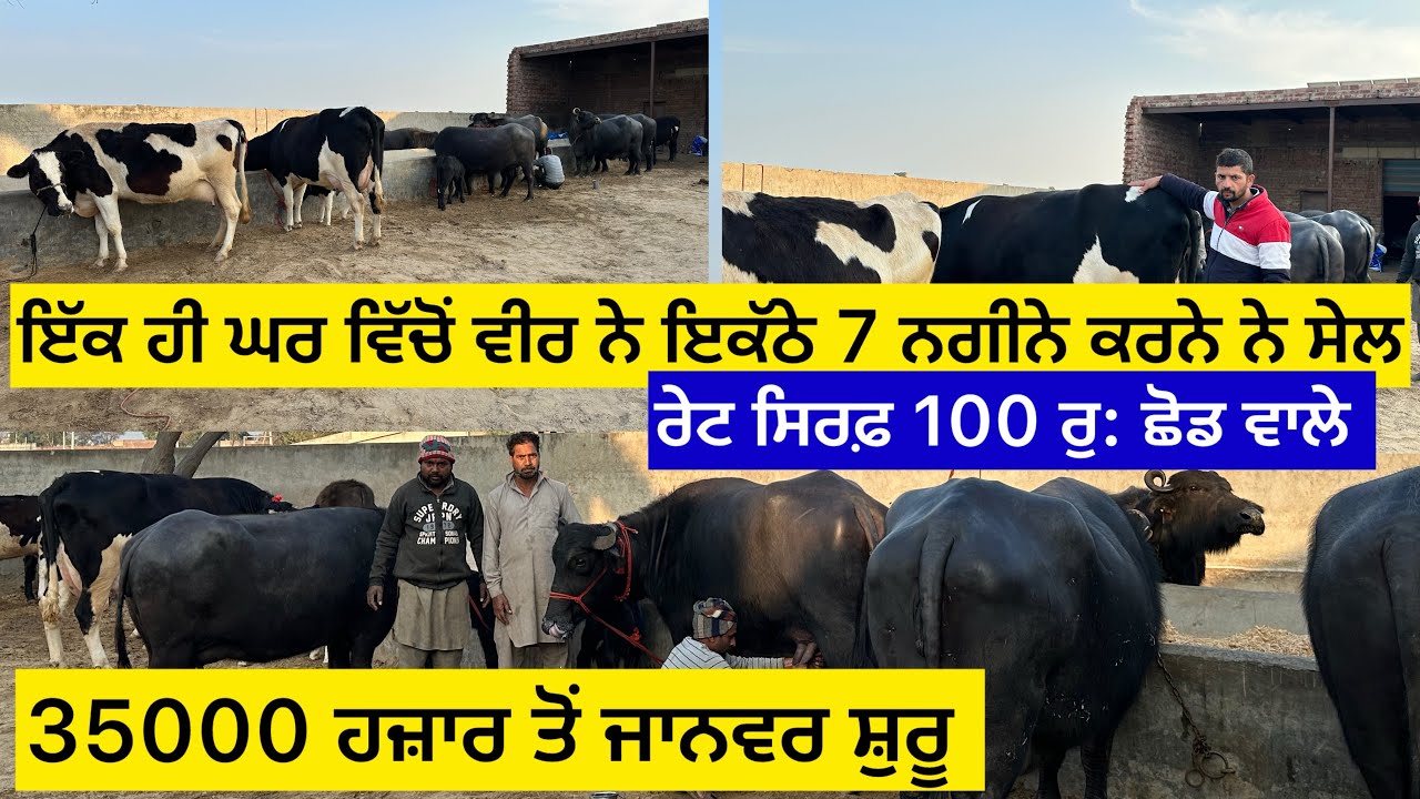 ਇੱਕ ਹੀ ਘਰ ਵਿੱਚੋਂ ਵੀਰ ਨੇ ਇਕੱਠੇ 7 ਨਗੀਨੇ ਕਰਨੇ ਨੇ ਸੇਲ,ਰੇਟ ਸਿਰਫ਼ 100 ਰੁ: ਛੋਡ ਵਾਲੇ, 35000 ਤੋਂ ਜਾਨਵਰ ਸ਼ੁਰੂ 