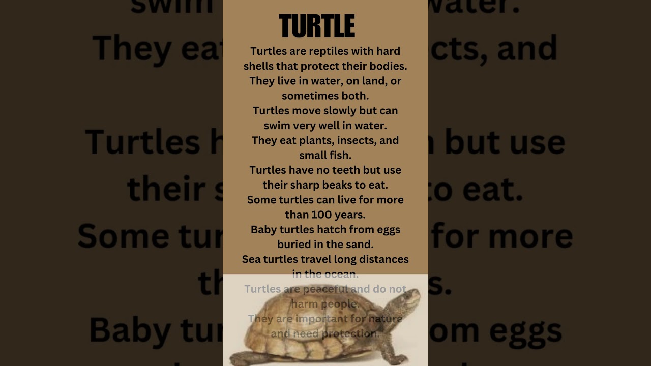 10 lines essay on Turtle in english/short line essay on turtle/10 lines  tortoies in englis/  essay