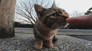 公園の子猫が可愛過ぎる