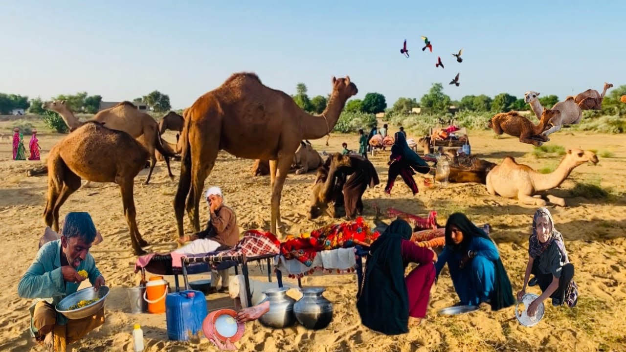 Desert🌵 Village /Camel And People Lifestyle My ￼￼Village/ انٹھوں والے لوگوں کی سادہ زندگی ?