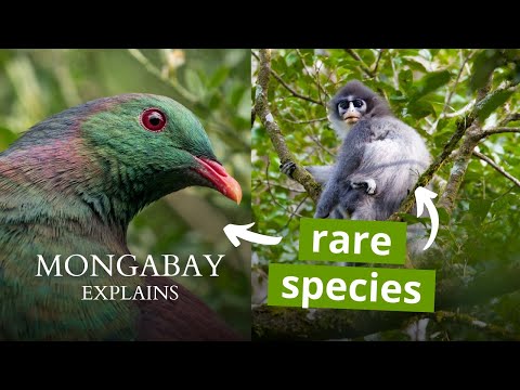 What is an endemic species? | Mongabay Explains