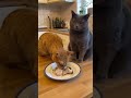 Наташа где сосиски? 1😹 | Смешные котята Лучшие моменты смеха #котята #смешно #видео