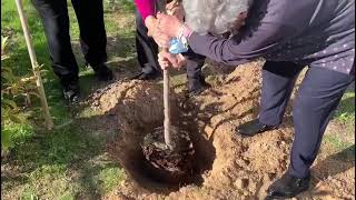 Youtubers de la Huerta I Plantación de níspero