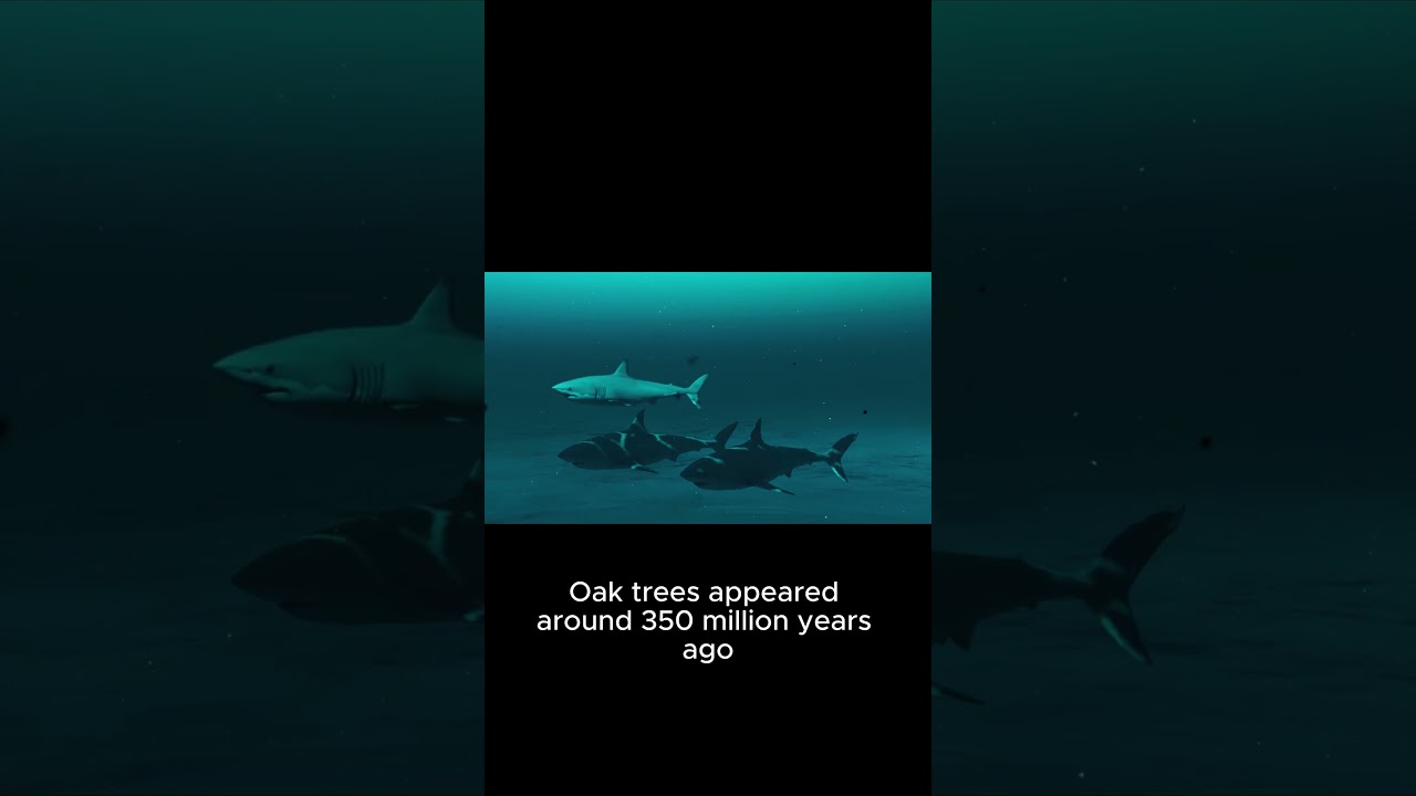 Sharks Are Older Than Trees 🌳🦈 