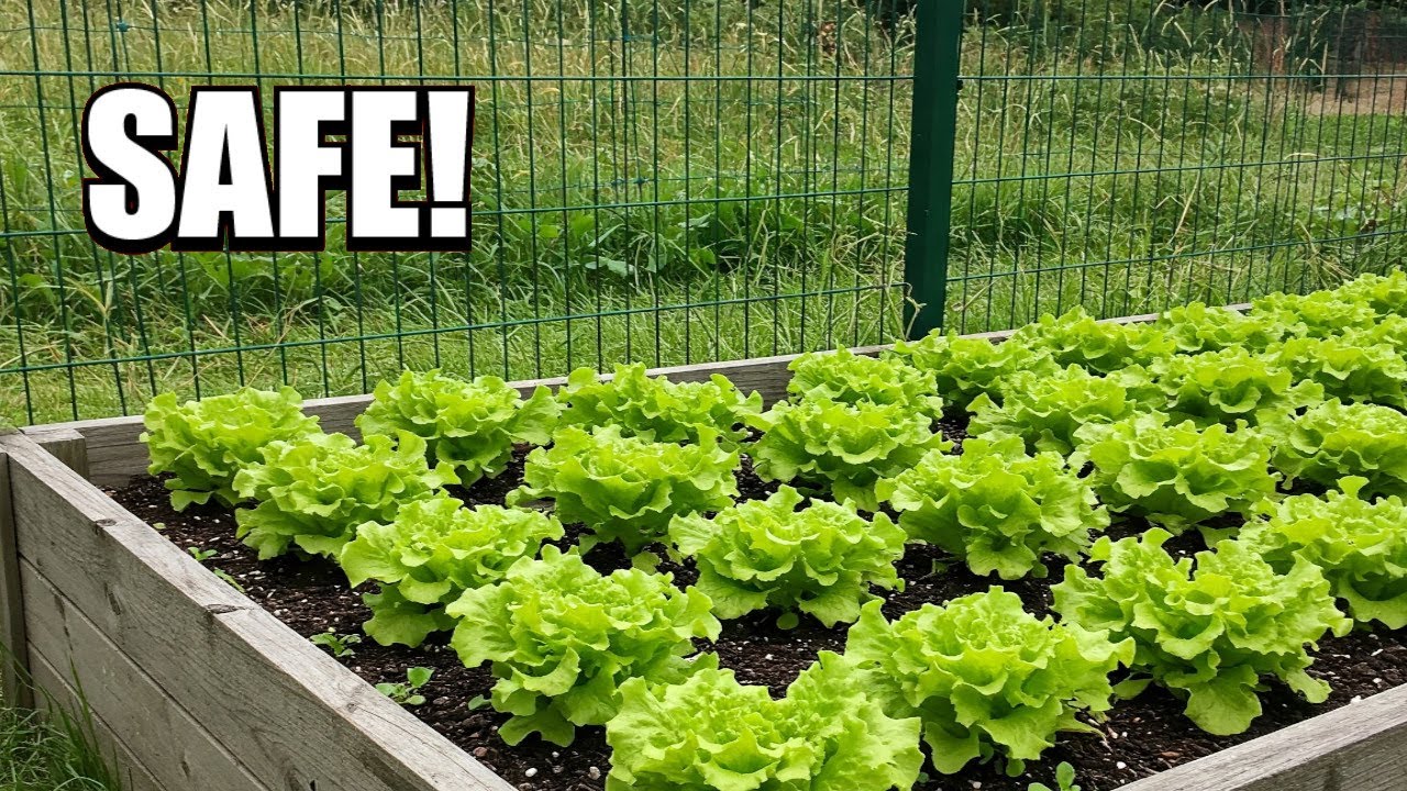 DIY Vegetable Garden Fencing