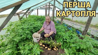 Перший врожай ранньої картоплі На Львівщині