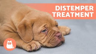 Treating DISTEMPER in DOGS at Home