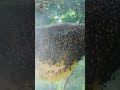 99% of Viewers Couldn't Believe This 100-Meter Honey Hunt!