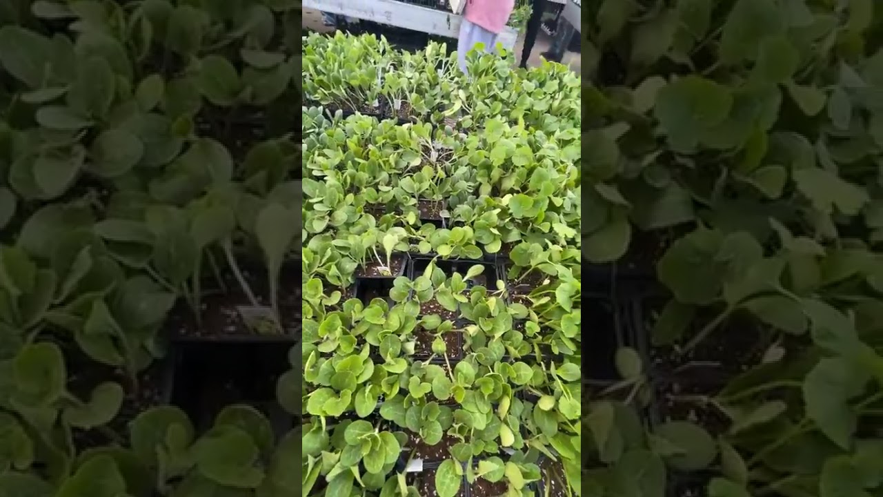 Flower Day at Eastern Market l Flower shopping 2025 l Weekend vlog