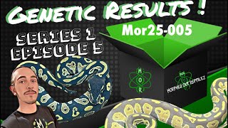 🧬 Genetic Results Ep. 5 | 2025 Season – Chasing the Super Blackhead Ultramel! 🐍🔥#ballpythonbreeder