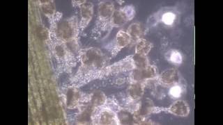 Biobus Video Learning About Cells