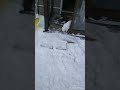 おっかなびっくり 雪の上に出る白猫てんちゃん