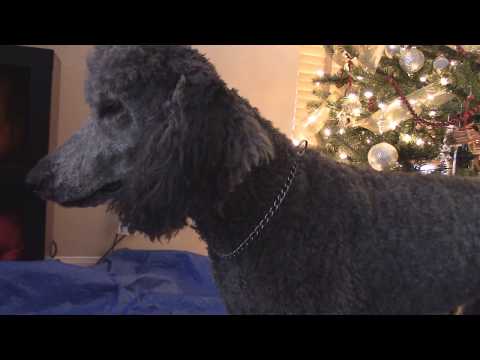 How I Trim My Standard Poodle Guide Dog