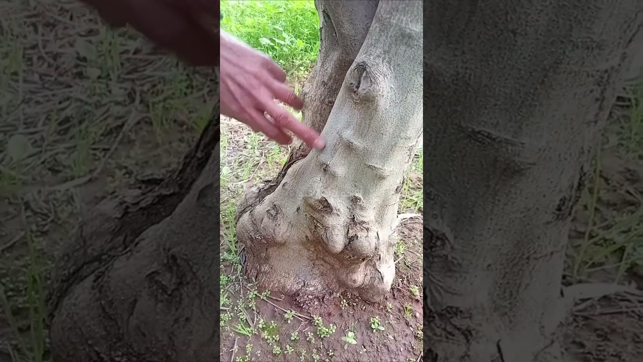 معلومات أدوية الفطريات شجرة الزيتون 