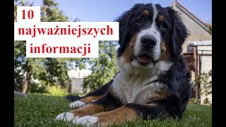 Berneński Pies Pasterski - 10 Najważniejszych Informacji