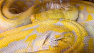 Celebrity Ready to shed it's skin~Reticulated Python #python #snakes #shorts Profile
