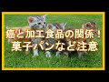 癌と加工食品の関係！菓子パンなど注意〜Dr. しょこたんの健康教室