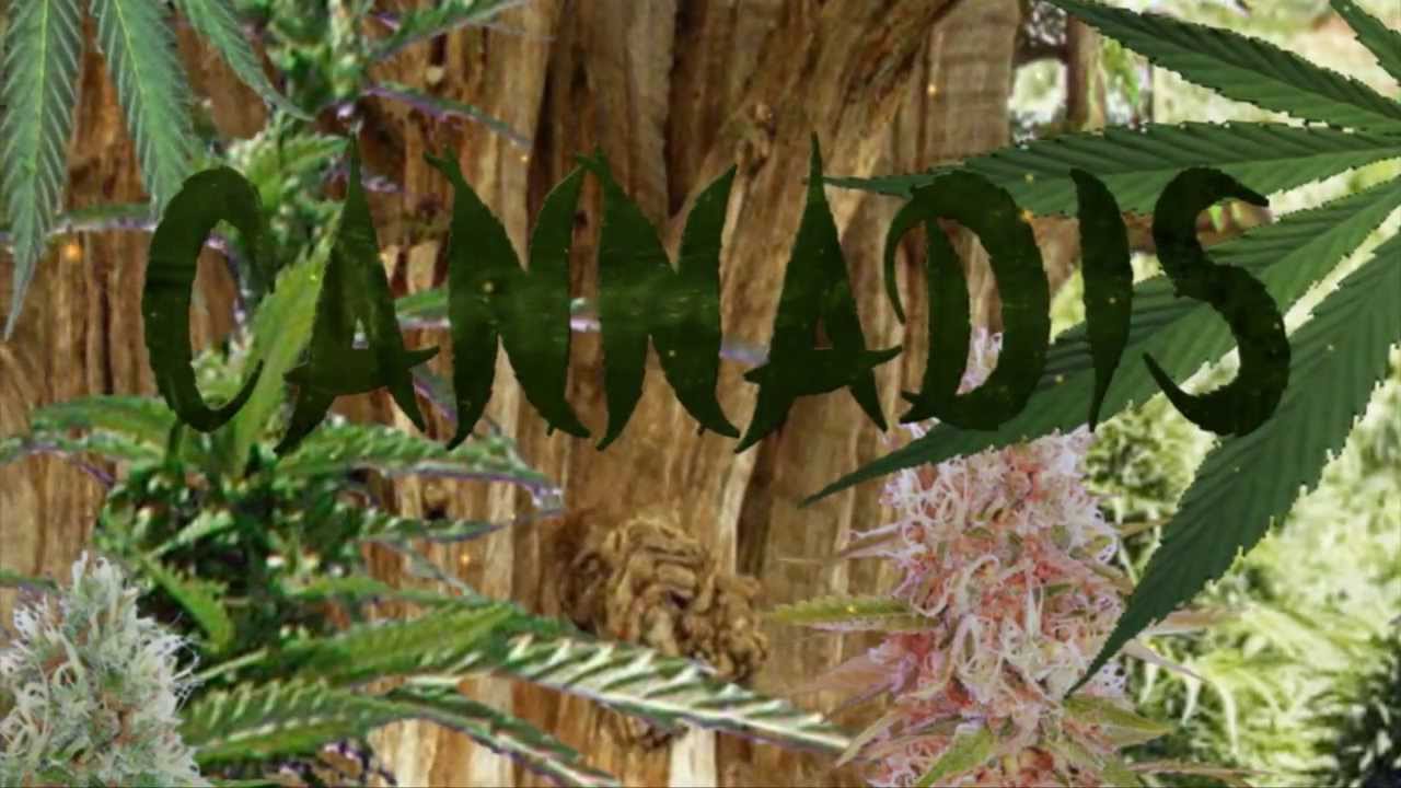 CANNADIS (intro)