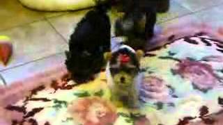 Parti Color Yorkshire Terrier AKC