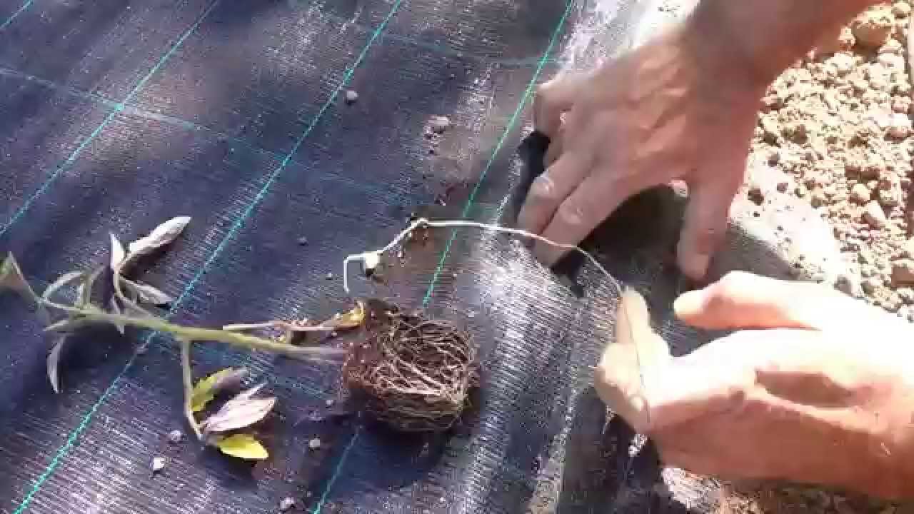 #siembra de #tomates con #sabor de @elHuertodeTíaLou