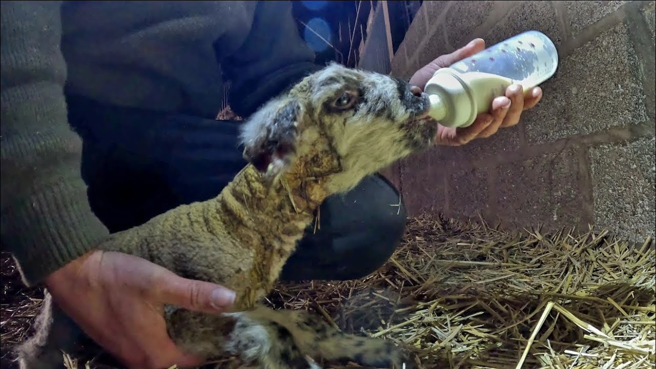 ÉLEVAGE, de JOUR comme de NUIT ! 