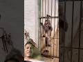 Monkey very funny #shortsfeed #trending #netflix ##sigma #funny