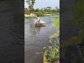 Traditional Push Net Fishing in Muddy Water#ytshorts
